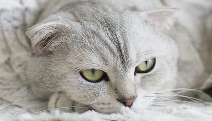 爱游戏手机游戏-街头篮球争霸赛，草根英雄同台竞技，街头篮球联赛